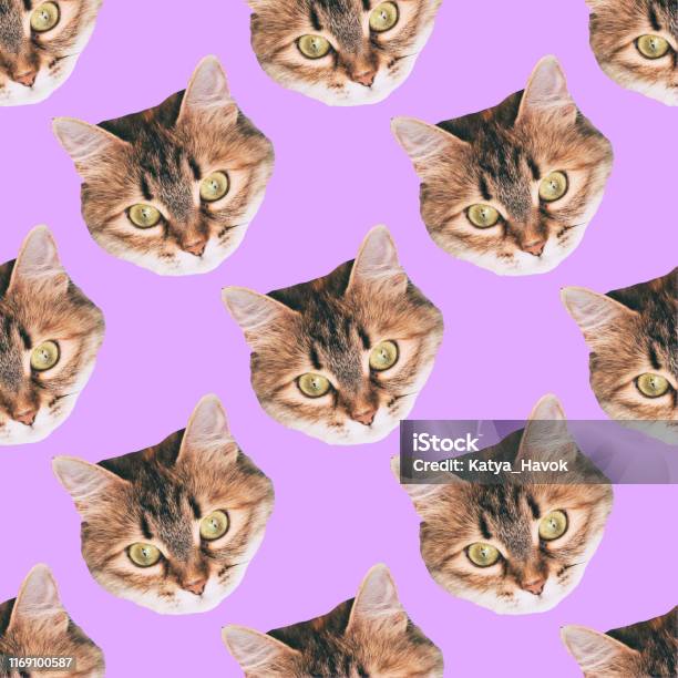 Nahtlose Katze Kopf Muster Auf Lila Hintergrund Stockfoto und mehr Bilder von Hauskatze - Hauskatze, Muster, Katzenjunges