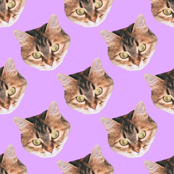 seamless cat head pattern on purple background seamless cat head pattern on purple background pop art photos stock pictures, royalty-free photos & images