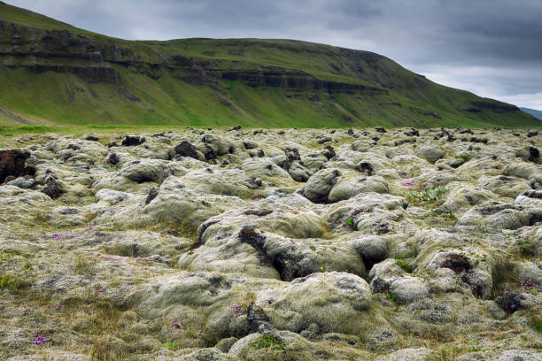 A close-up view of a rugged Icelandic landscape featuring dark volcanic rocks covered in vibrant green moss. The contrast between the rough, jagged stones and the lush, soft moss highlights the unique terrain created by volcanic activity and the extreme climate of Iceland. This moss-covered lava field is a testament to nature’s resilience, thriving in one of the most challenging environments on Earth.