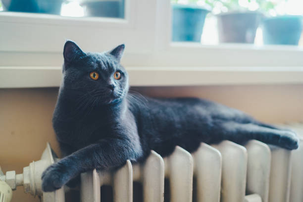 A black cat with yellow eyes lies on a rug near a warm fireplace.