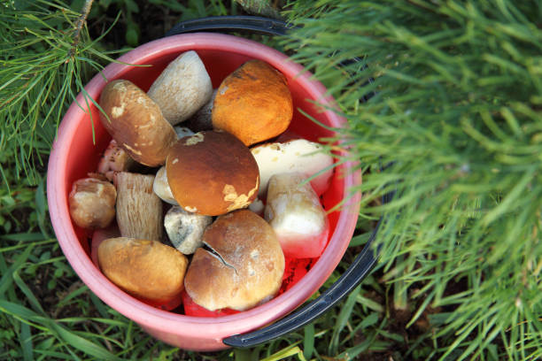 istock gourmet forest food 1169101280
