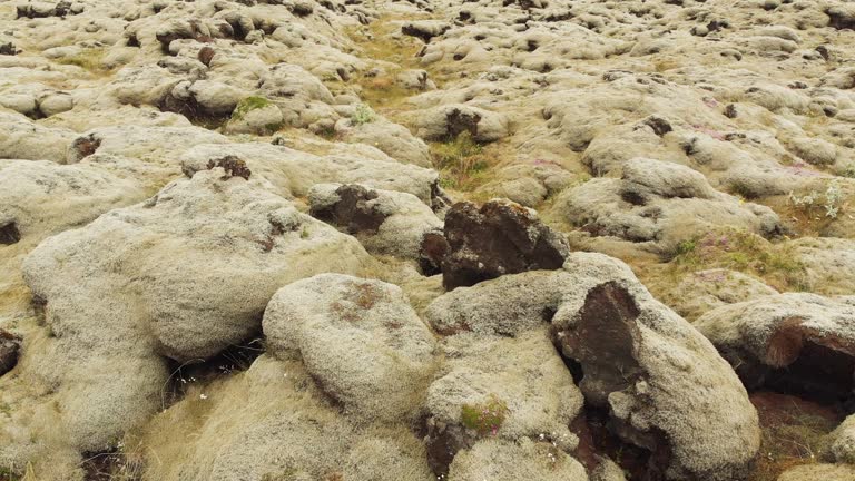 Volcanic Land Surface (Lava Fields) Covered Nordic Plants in Iceland