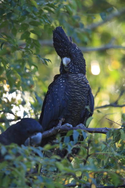 istock red-tailed black cockatoo (Calyptorhynchus banksii) Queensland ,Australia 1169101579