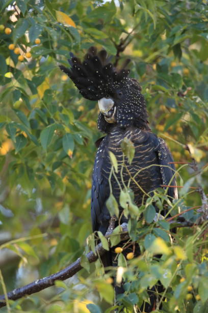 istock red-tailed black cockatoo (Calyptorhynchus banksii) Queensland ,Australia 1169101814