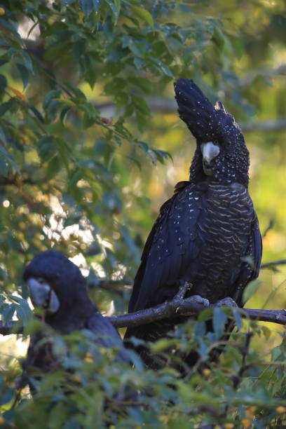 istock red-tailed black cockatoo (Calyptorhynchus banksii) Queensland ,Australia 1169102503