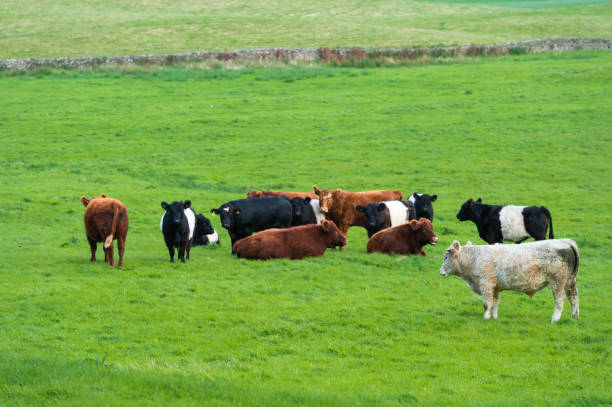 istock Beef cattle in a Scottish field 1169102657