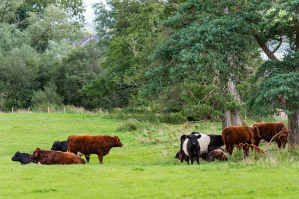 istock Beef cattle in a Scottish field 1169102677