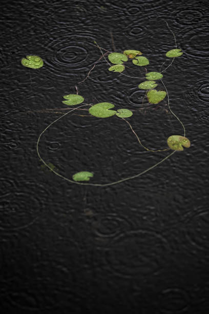 자연 - water lily floating on water lotus leaf 뉴스 사진 이미지