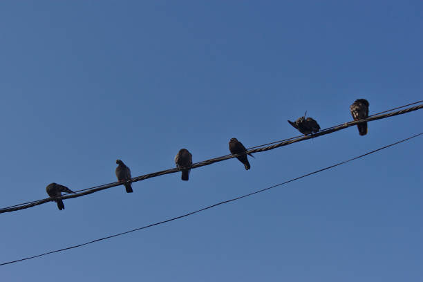 istock Birds sitting on wires on a summer morning 1169104119