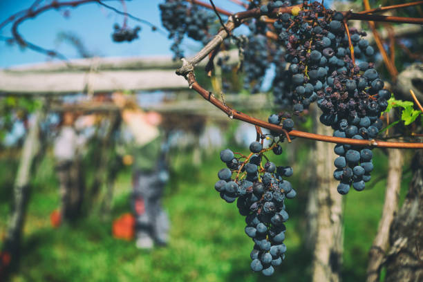 uva roja en una vid en la vendimia - napa grape vineyard vine fotografías e imágenes de stock