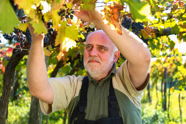 istock Cutting grapes at harvest 1169104665