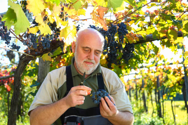 istock Cleaning grapes at harvest 1169104685