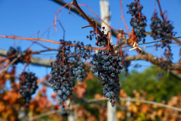 uva roja en una vid para vendimia tardía - napa grape vineyard vine fotografías e imágenes de stock