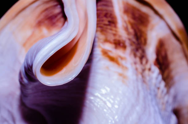 istock fragment of a large oceanic seashell abstract texture orange macro closeup 1169110557