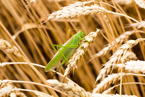 Green grasshopper on a spike