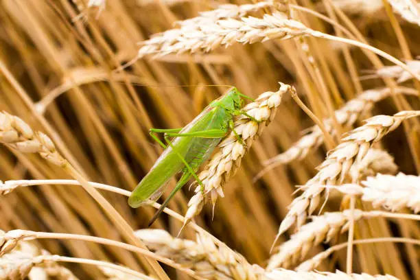 Photo of Green grasshopper on a spike