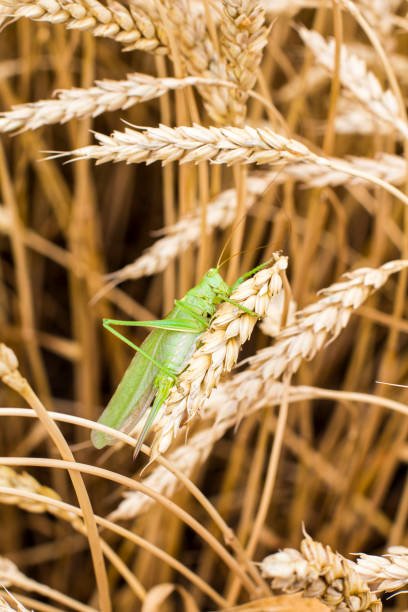 cavalletta verde su un picco - cricket locust grasshopper insect foto e immagini stock