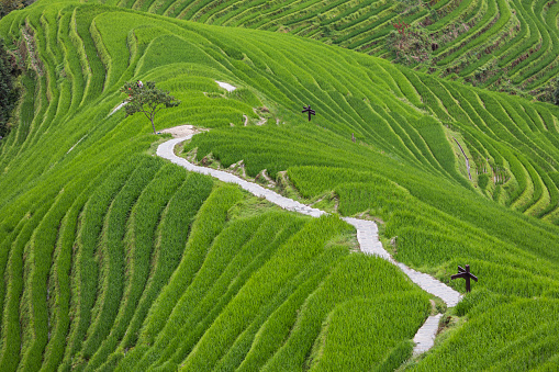 A wide-angled view of rice terraces in the Long Sheng County in Guilin, China.