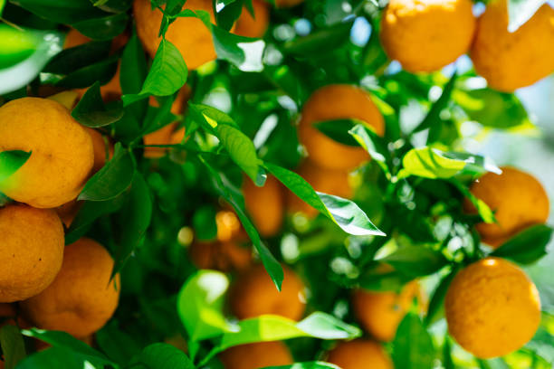 beautiful oranges in the garden in winter in Cyprus