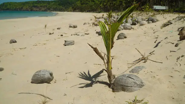 Photo of Coconut palm tree sprouting on tropical beach