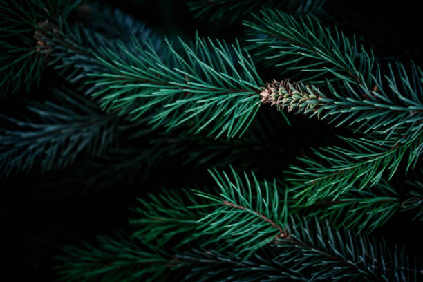 Christmas fir tree branches Background. Christmas pine tree wallpaper. Copy space.\