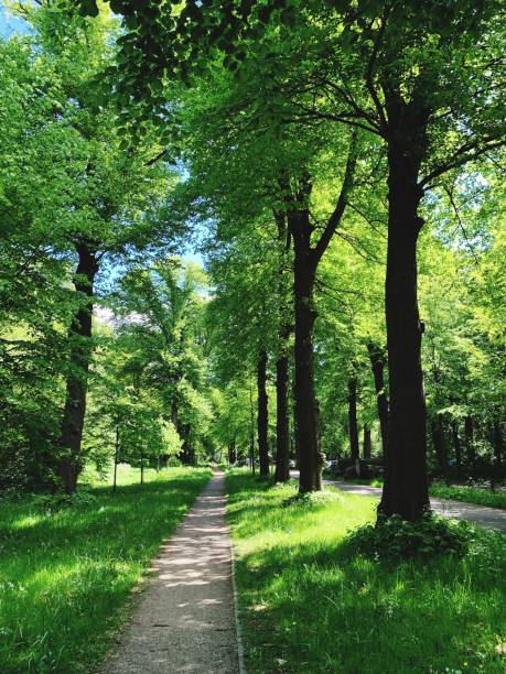 istock Footpath Amidst Trees In Park 1169119581