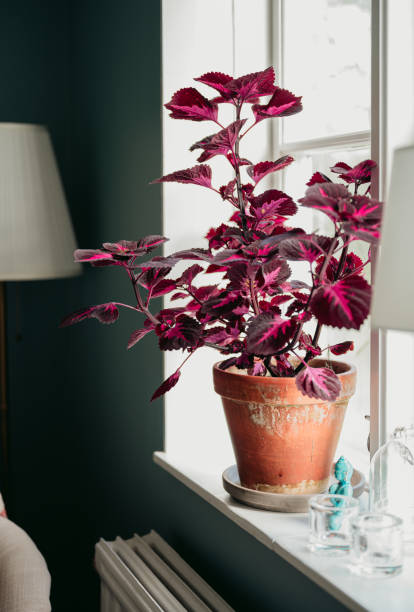 coleus plant in window indoors in home