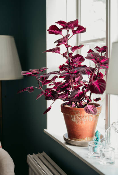 coleus roślin w oknie w domu – zdjęcie