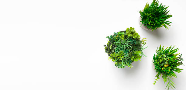 istock Evergreen plants in round pots on white background 1169125768
