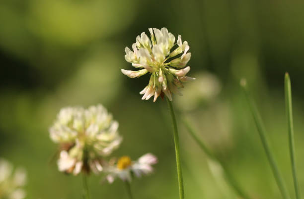 istock White clover flower 1169127277