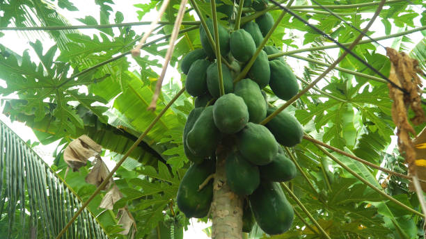 istock Green papaya on a tree 1169128707
