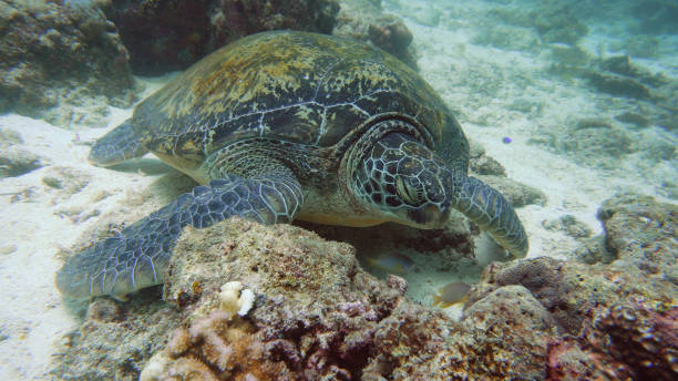 istock Green Sea turtle under water in Philippines 1169130237