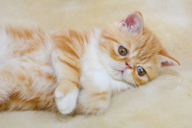 istock A small kitten exotic breed color red marble lying on a light sofa 1169130795