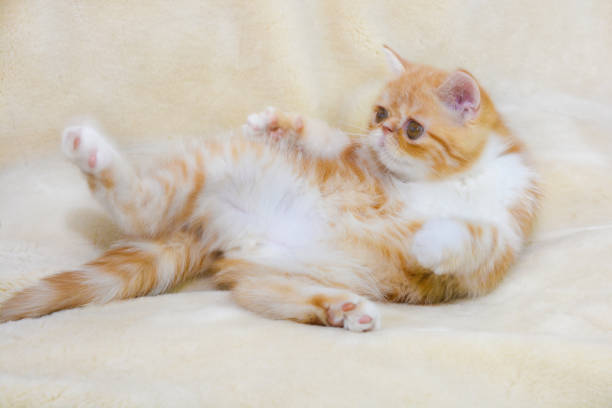 A small kitten exotic breed color red marble lying on a light sofa
