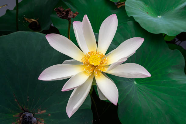 연꽃 연못에서 연꽃 - water lily floating on water lotus leaf 뉴스 사진 이미지