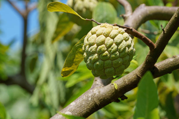 istock Ripe custard apple fruit on tree in the morning. Sugar apple 1169133430