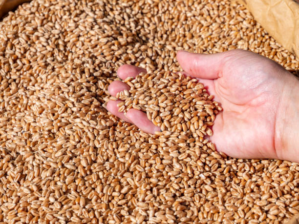 istock Harvest time many cereal grains 1169134232