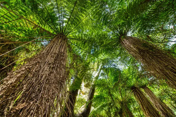 Treeferns in Mount Aspiring National Park, West Coast, South Island, New Zealand