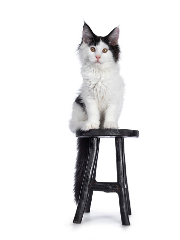 Handsome black and white Maine Coon cat kitten, lsitting on black wooden stool. Looking at camera with brown eyes. Isolated on white background.  Tail hanging down from edge.