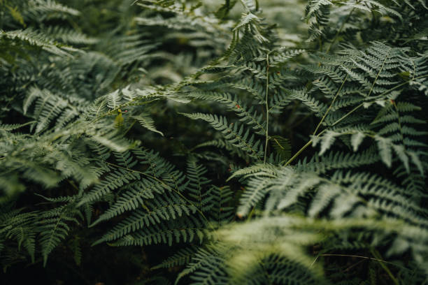 istock Fern low key nature background 1169137437