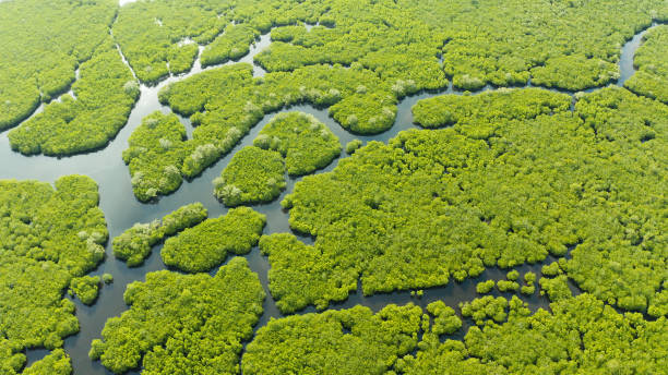 istock Aerial view of Mangrove forest and river 1169137931