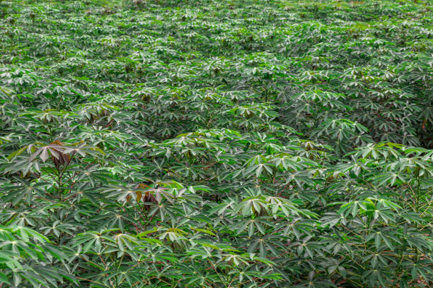 istock Cassava plant green field background.(Manihot esculenta) 1169138692