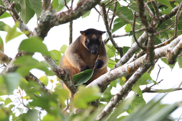 istock A Lumholtz's tree-kangaroo (Dendrolagus lumholtzi) rests high in a tree in a dry forest  Queensland, 1169139239
