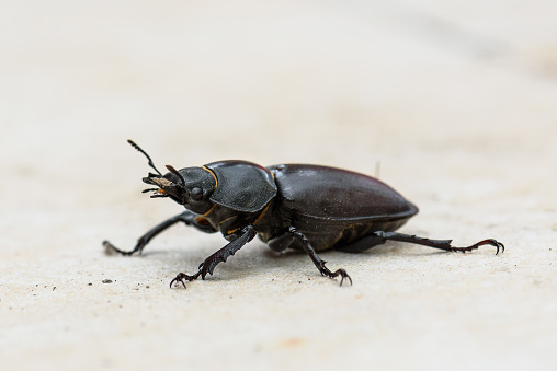 Big female stag beetle Lucanus cervus on terrace tiles. Lucanus cervus biggest European beetle and is most common species of stag beetle in Europe. The species are protected and marked as threatened.