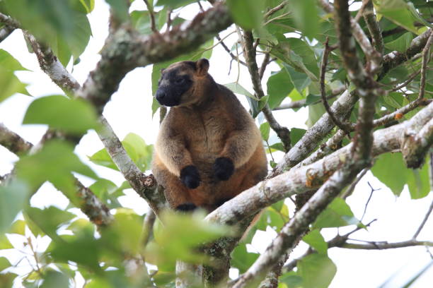 istock A Lumholtz's tree-kangaroo (Dendrolagus lumholtzi) rests high in a tree in a dry forest  Queensland, 1169140361