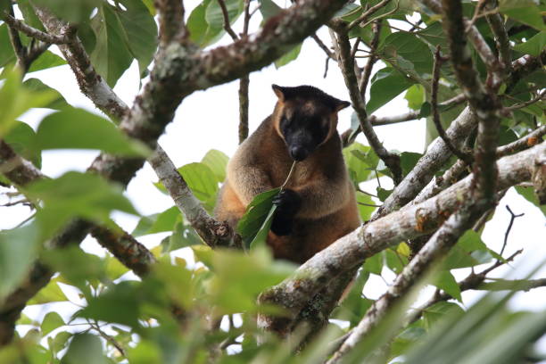 istock A Lumholtz's tree-kangaroo (Dendrolagus lumholtzi) rests high in a tree in a dry forest  Queensland, 1169140362