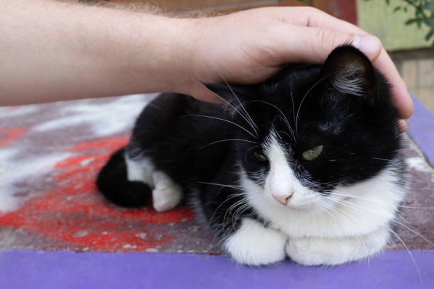 istock Male hand stroking a cat. Cute and sad cat. 1169140434