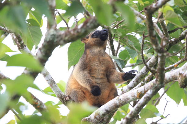 istock A Lumholtz's tree-kangaroo (Dendrolagus lumholtzi) rests high in a tree in a dry forest  Queensland, 1169140545