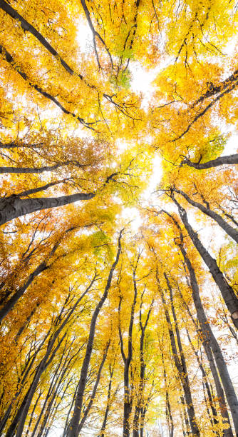 istock Yellow trees against the sky 1169141184