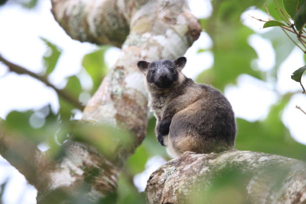 istock A Lumholtz's tree-kangaroo (Dendrolagus lumholtzi) rests high in a tree in a dry forest  Queensland, 1169141251